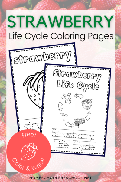 Free Printable Life Cycle of a Strawberry Coloring Book