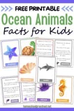 Ocean Animals Facts for Kids: Dive in &amp; Learn