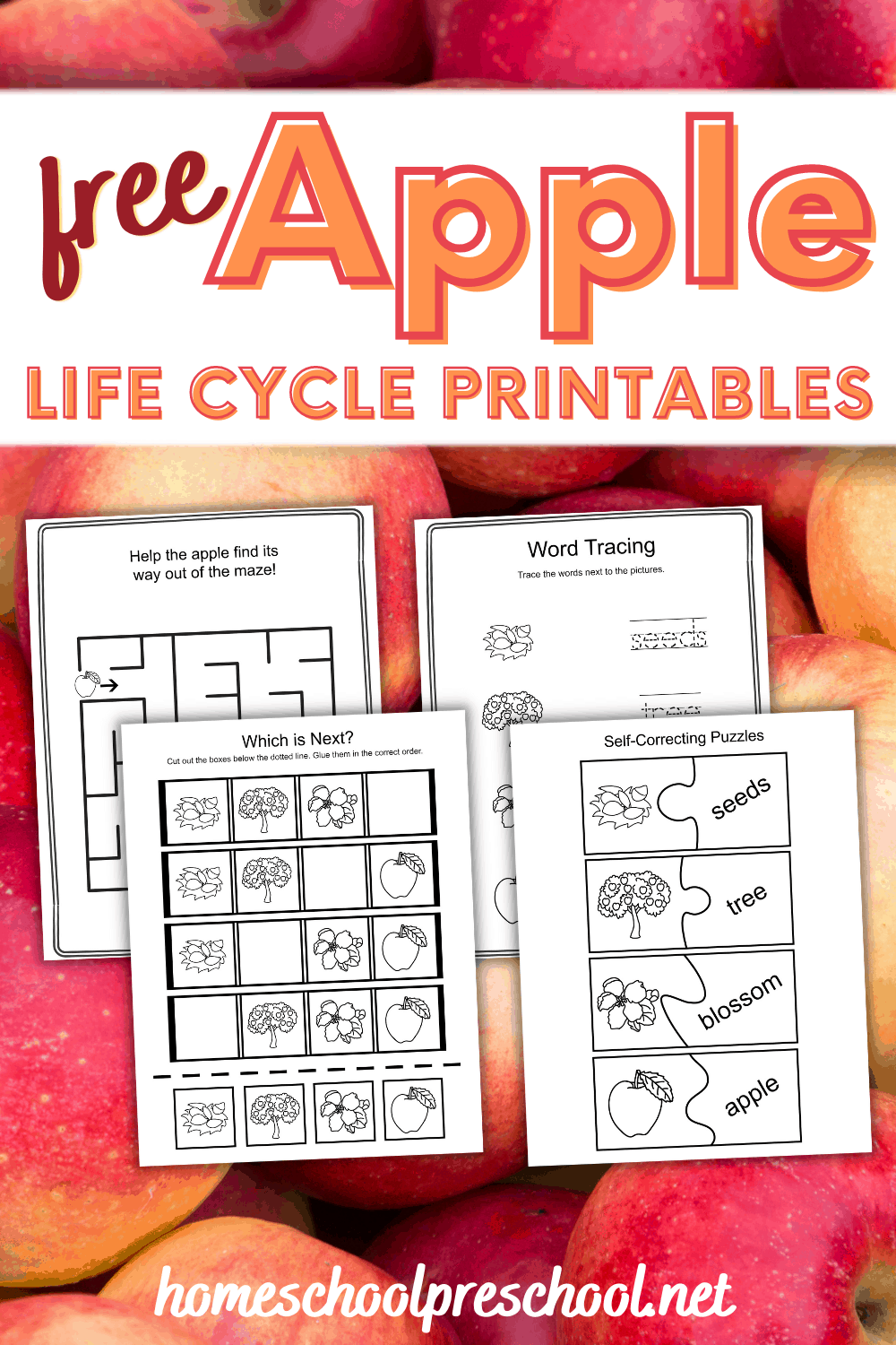 Apple Life Cycle Worksheets