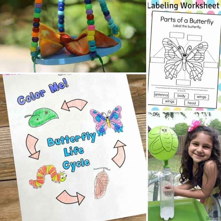 four butterfly science activities for preschoolers