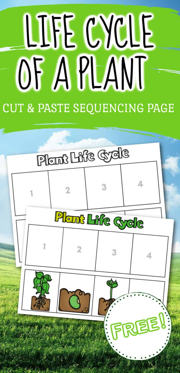 life-cycle-of-a-plant-wksht-2 Life Cycle of a Plant Worksheet
