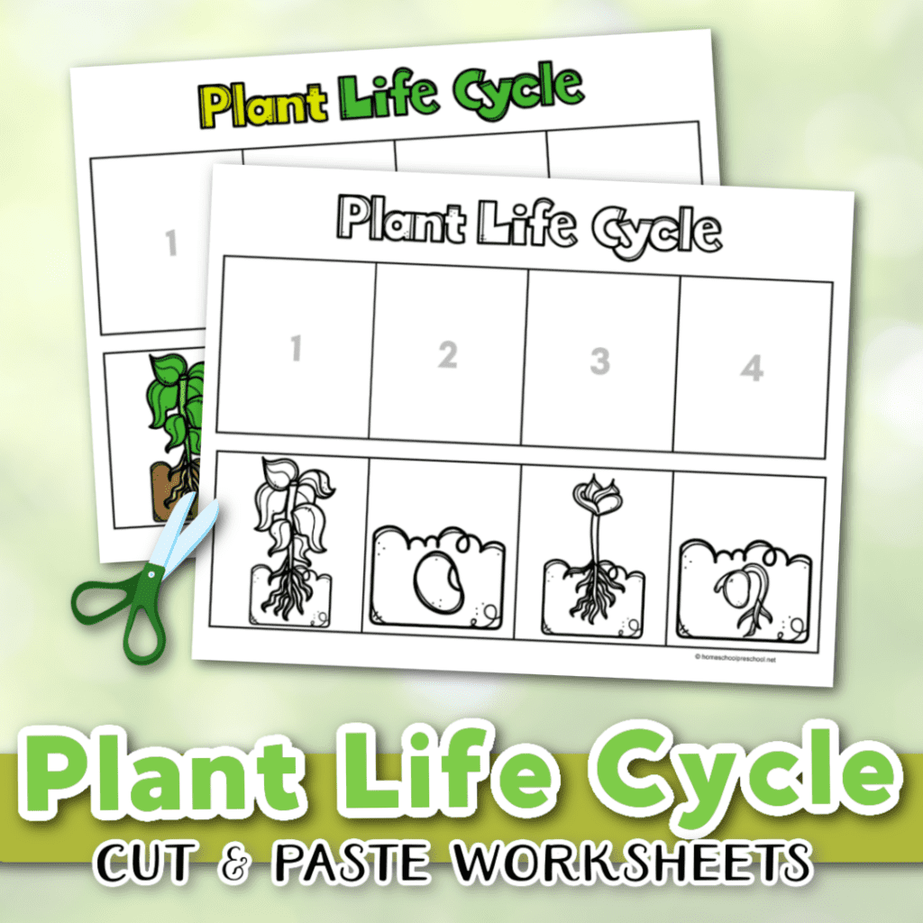 life-cycle-of-a-plant-worksheet-1024x1024 Life Cycle of a Plant Worksheet