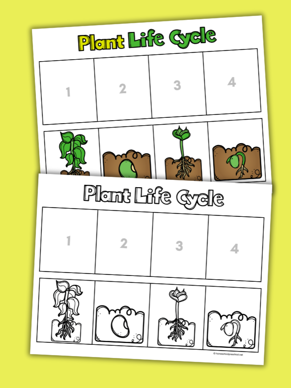 Life Cycle of a Plant Worksheet