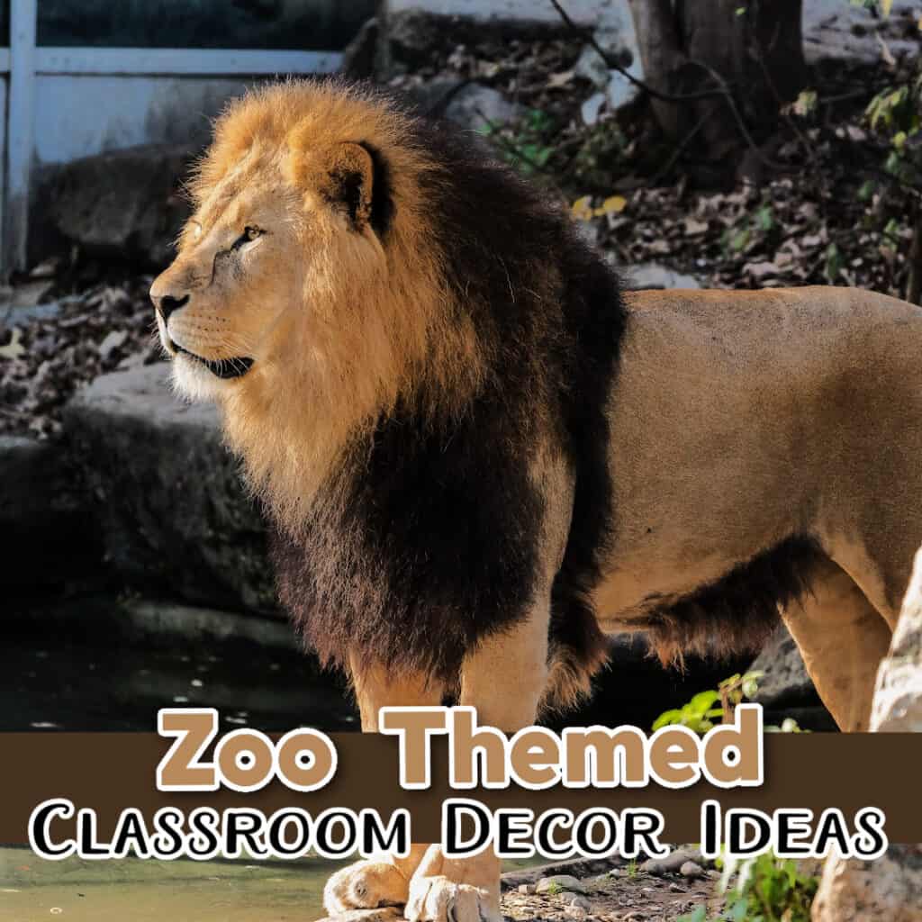 zoo-classroom-theme-1024x1024 Zoo Themed Classroom Decorations