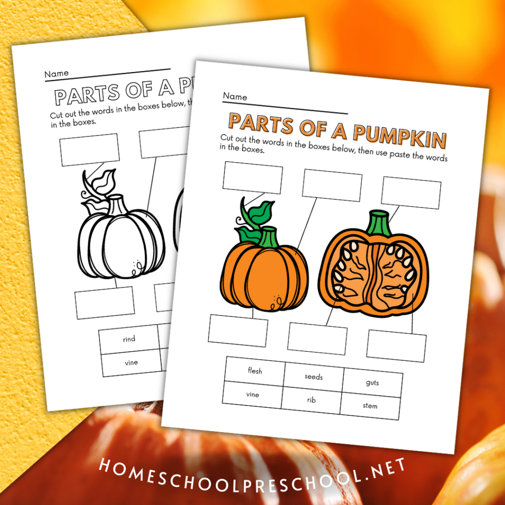 parts-of-a-pumpkin-worksheets-1024x1024 Parts of a Pumpkin