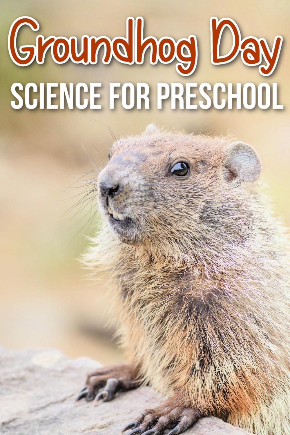 Engaging Groundhog Day Science Activities for Preschoolers