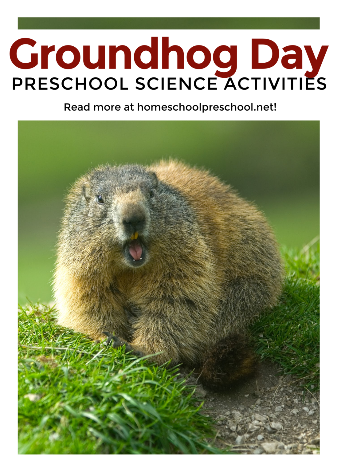Engaging Groundhog Day Science Activities for Preschoolers