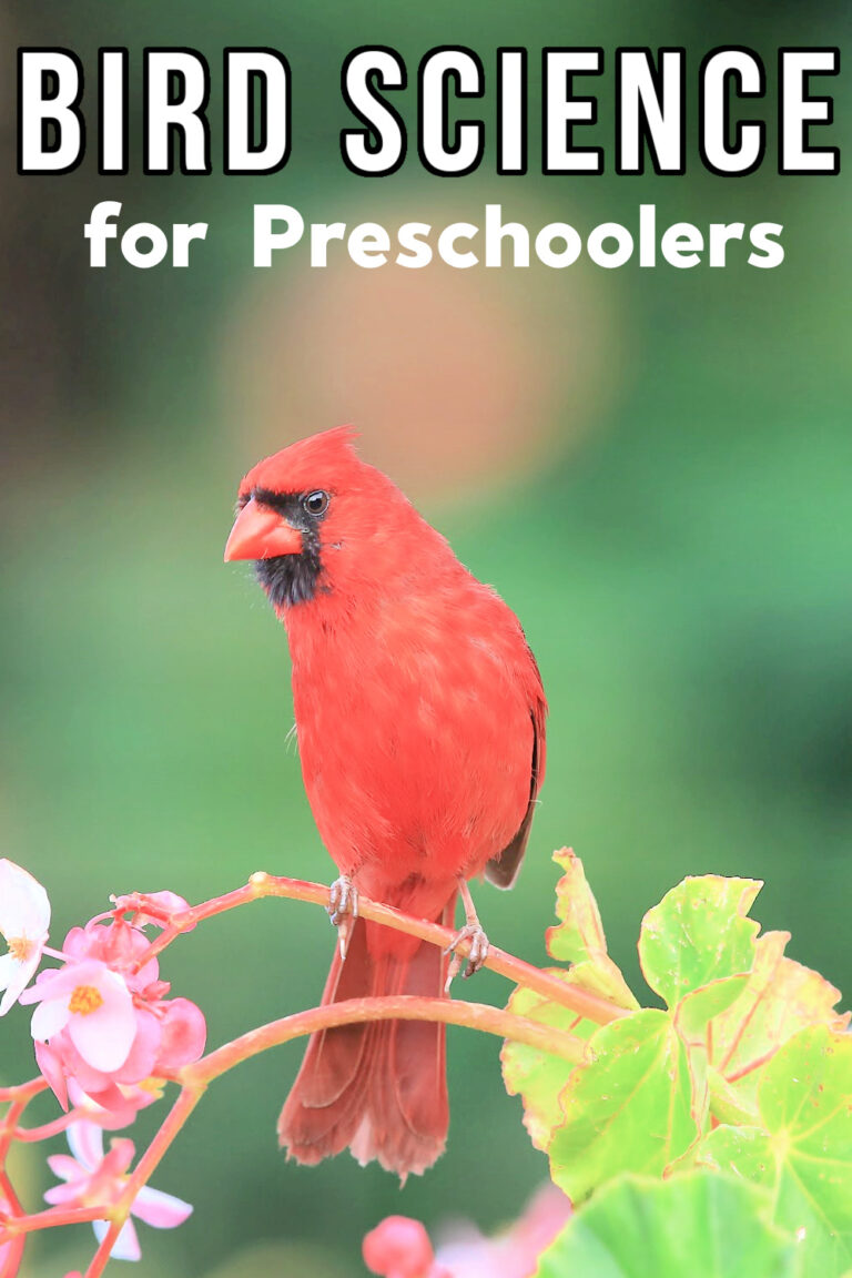 Bird Science Activities for Preschoolers