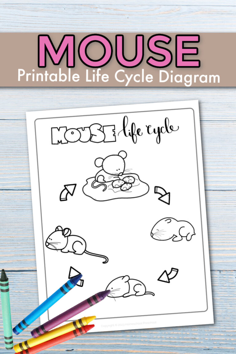 Mouse Life Cycle Diagram