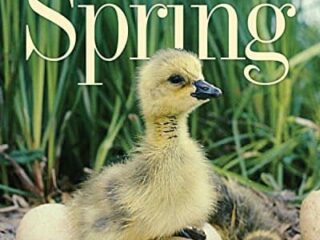 Image for Everything Spring
