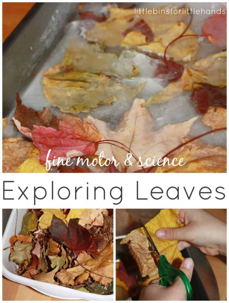 Leaf-Activities-Science-and-Fine-Motor-Skills-Play-735x973 Leaf-Themed Fine Motor Activities for Preschoolers