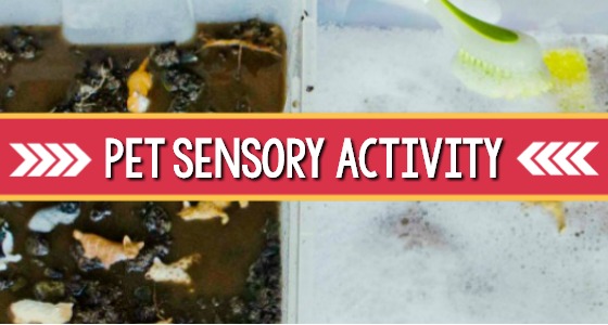 Pet-Theme-Sensory-Bin-1 Summer Learning Activities for Preschool