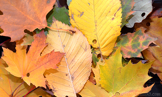autumn-leaves Leaf-Themed Fine Motor Activities for Preschoolers
