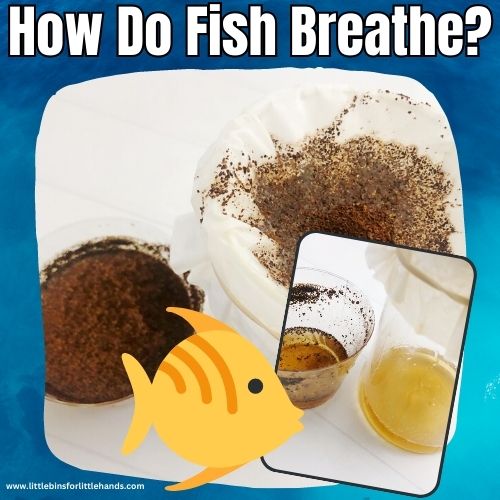 Fish-breathe-square Ocean Science Experiments