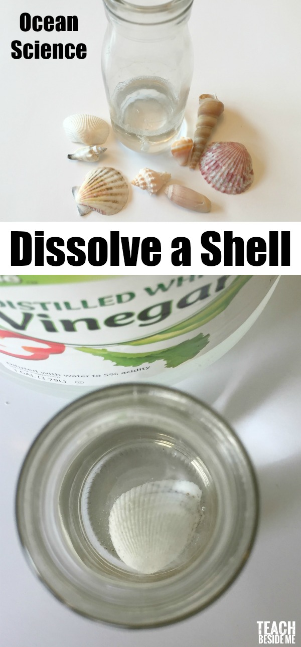 Ocean-Science-Dissolve-a-Shell Ocean Science Experiments