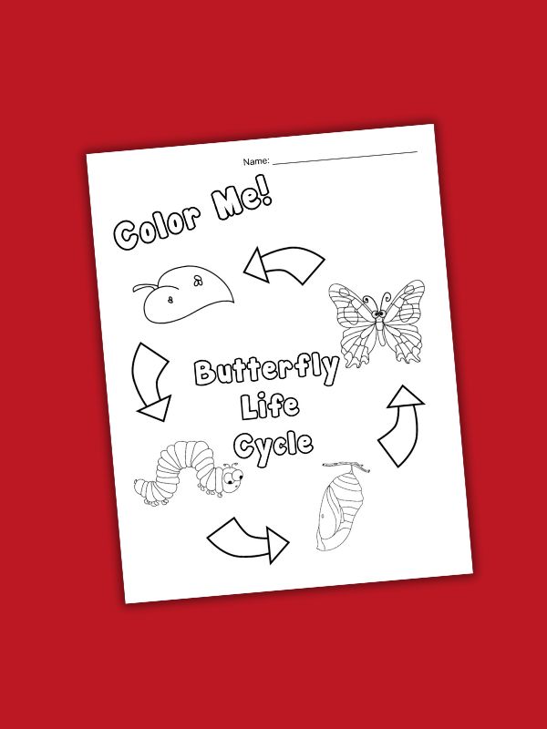 Butterfly Life Cycle Coloring Page
