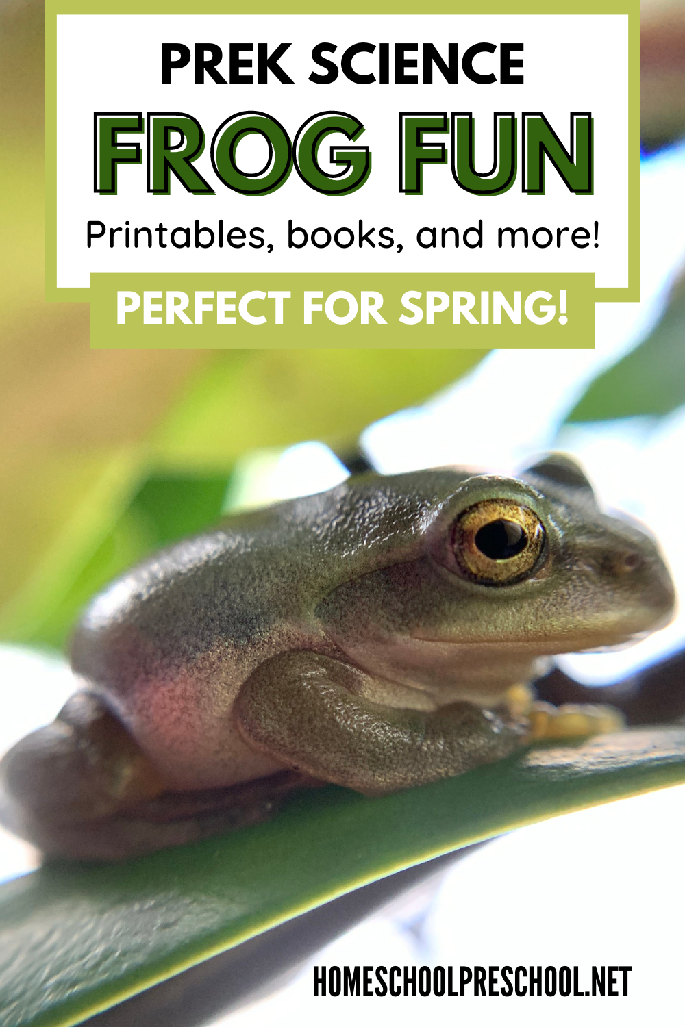 explore-my-world-frogs Frog Activities for Preschool