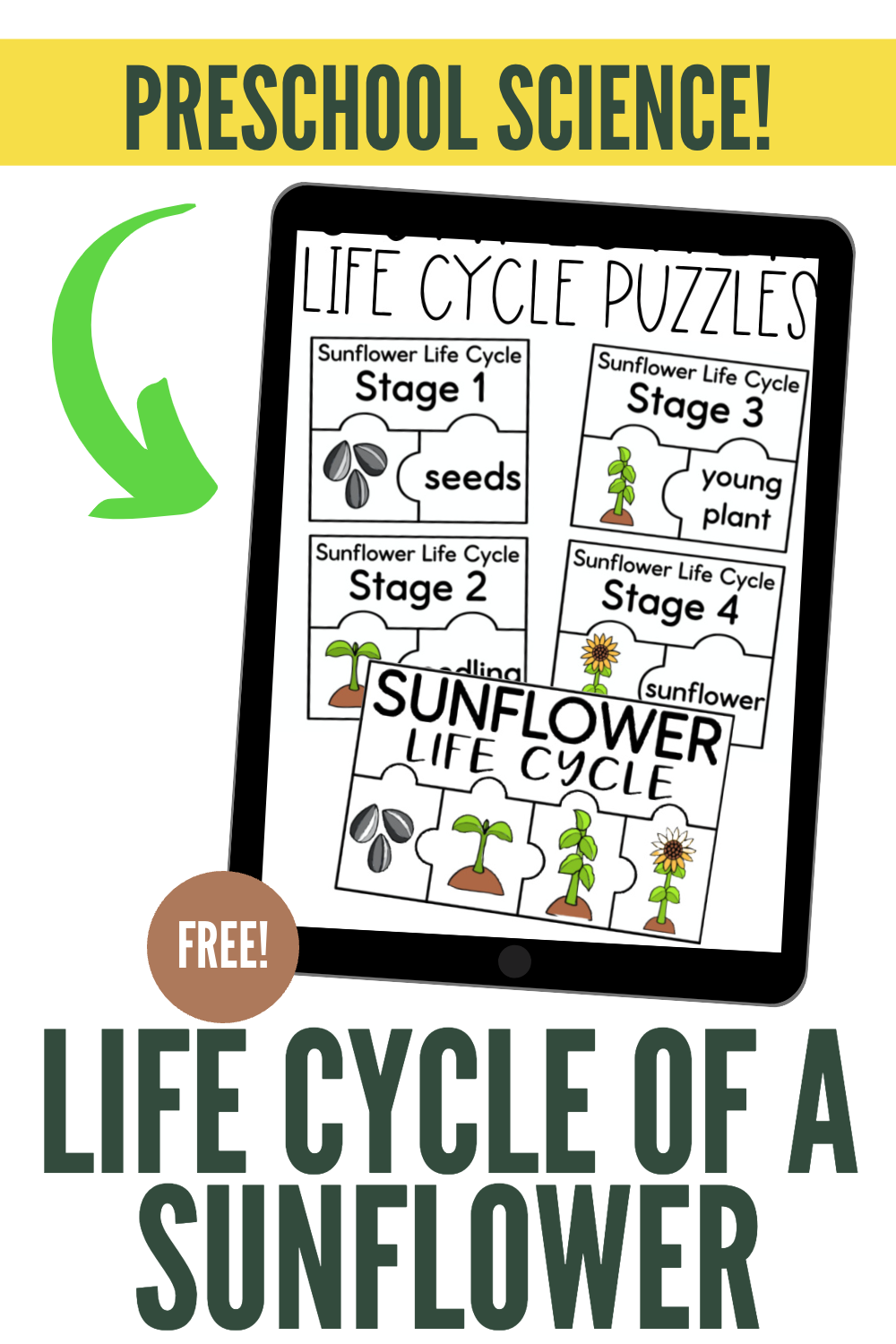 sunflower-life-cycle-preschool-science Sunflower Life Cycle Activity