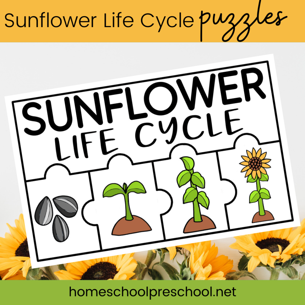 sunflower-life-cycle-printable-1024x1024 Sunflower Life Cycle Activity