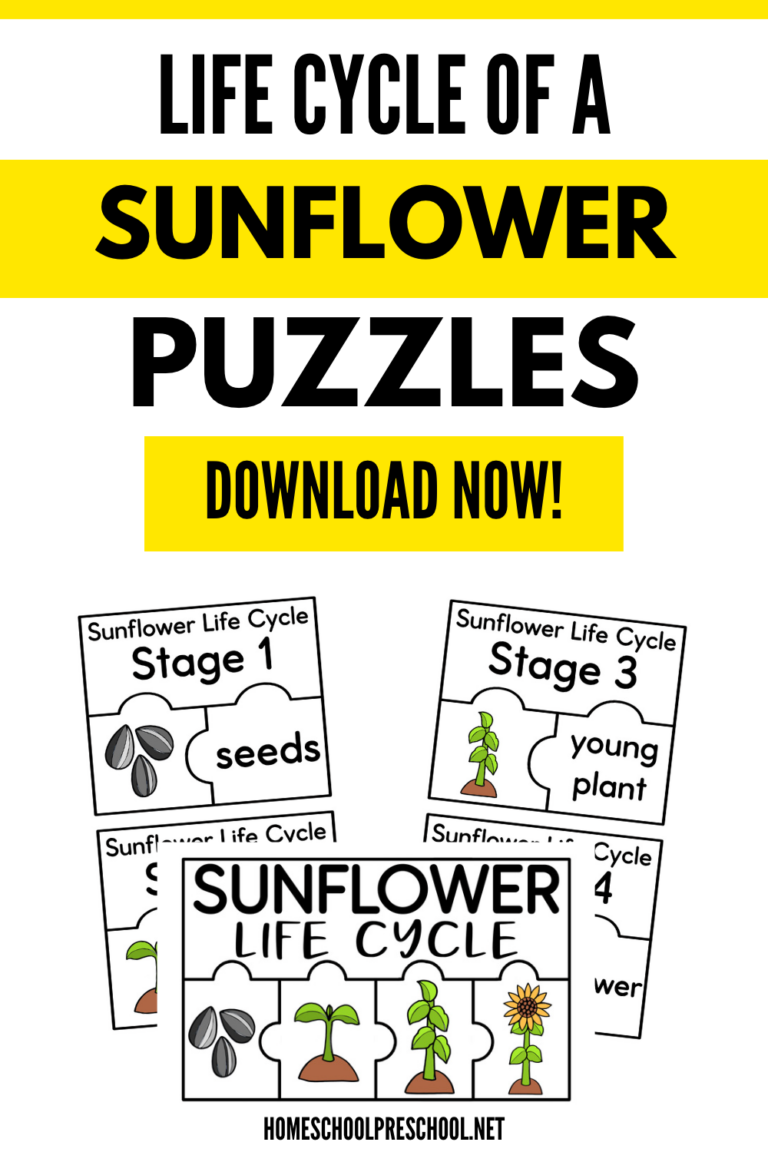 Sunflower Life Cycle Activity