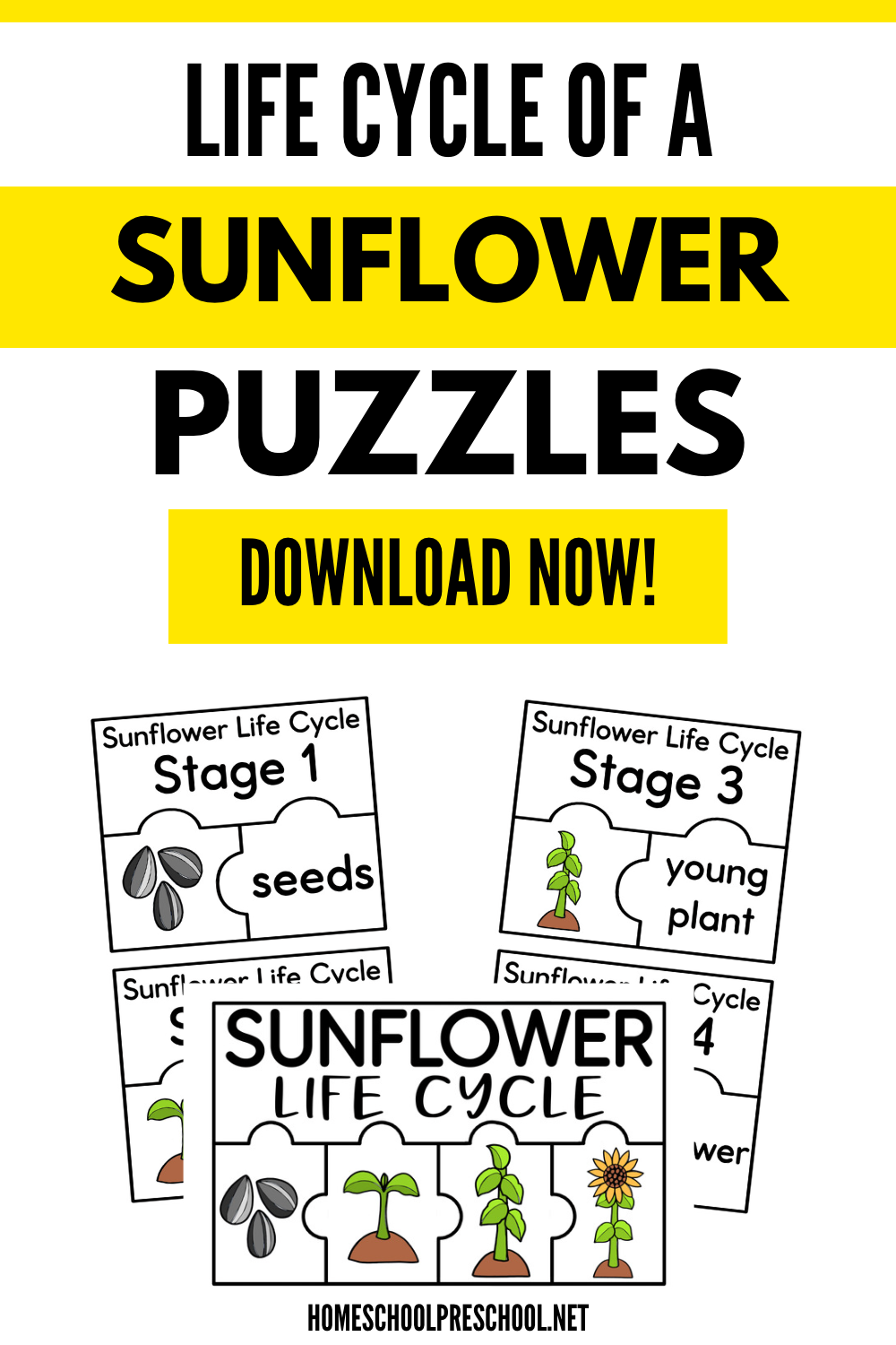 sunflower-life-cycle-puzzles Sunflower Life Cycle Activity