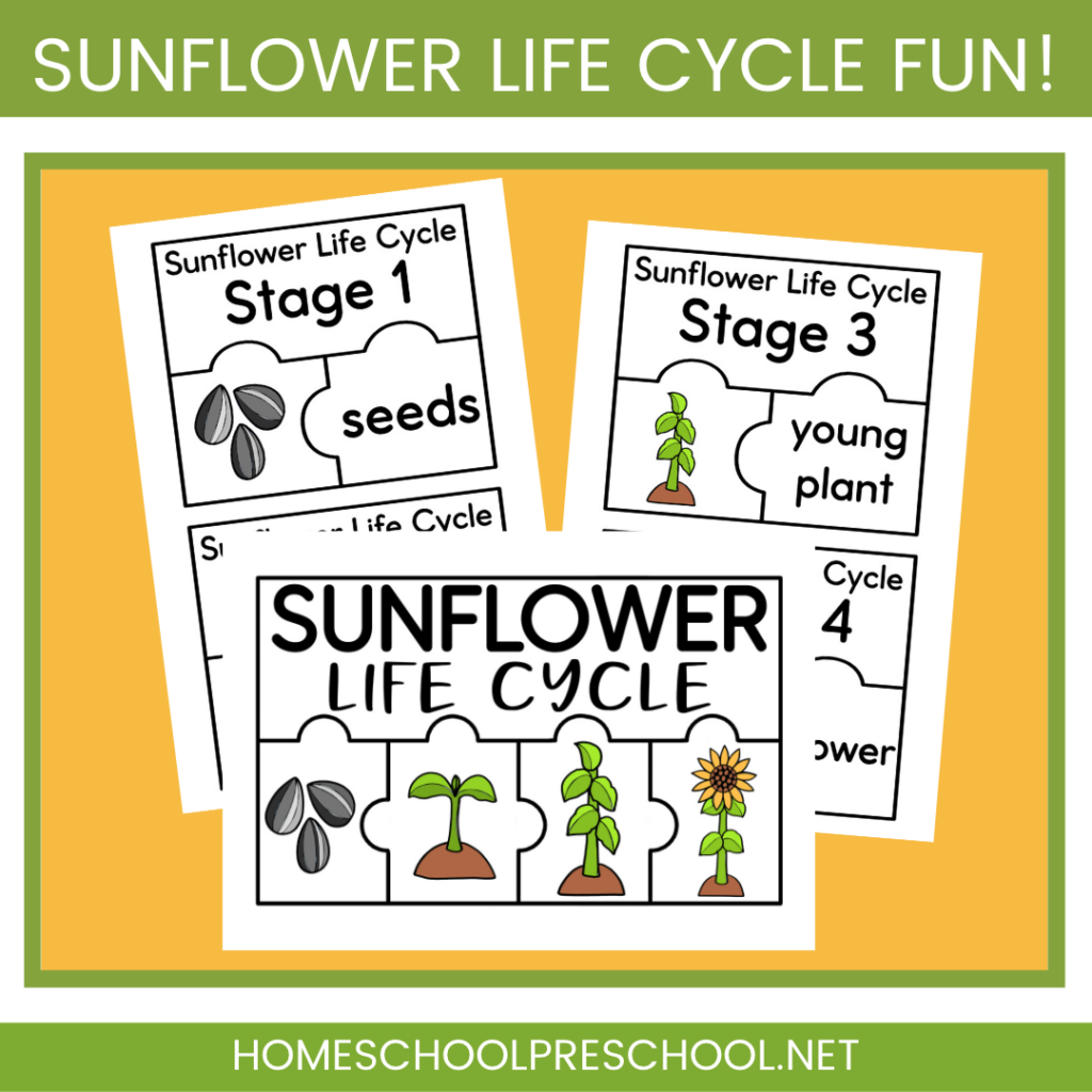 sunflower-puzzles-1024x1024 Sunflower Life Cycle Activity