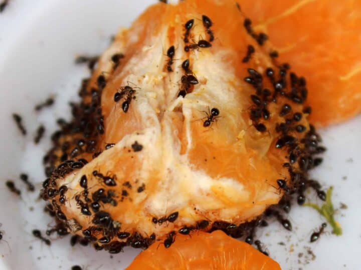 Image for What Do Ants Eat?
