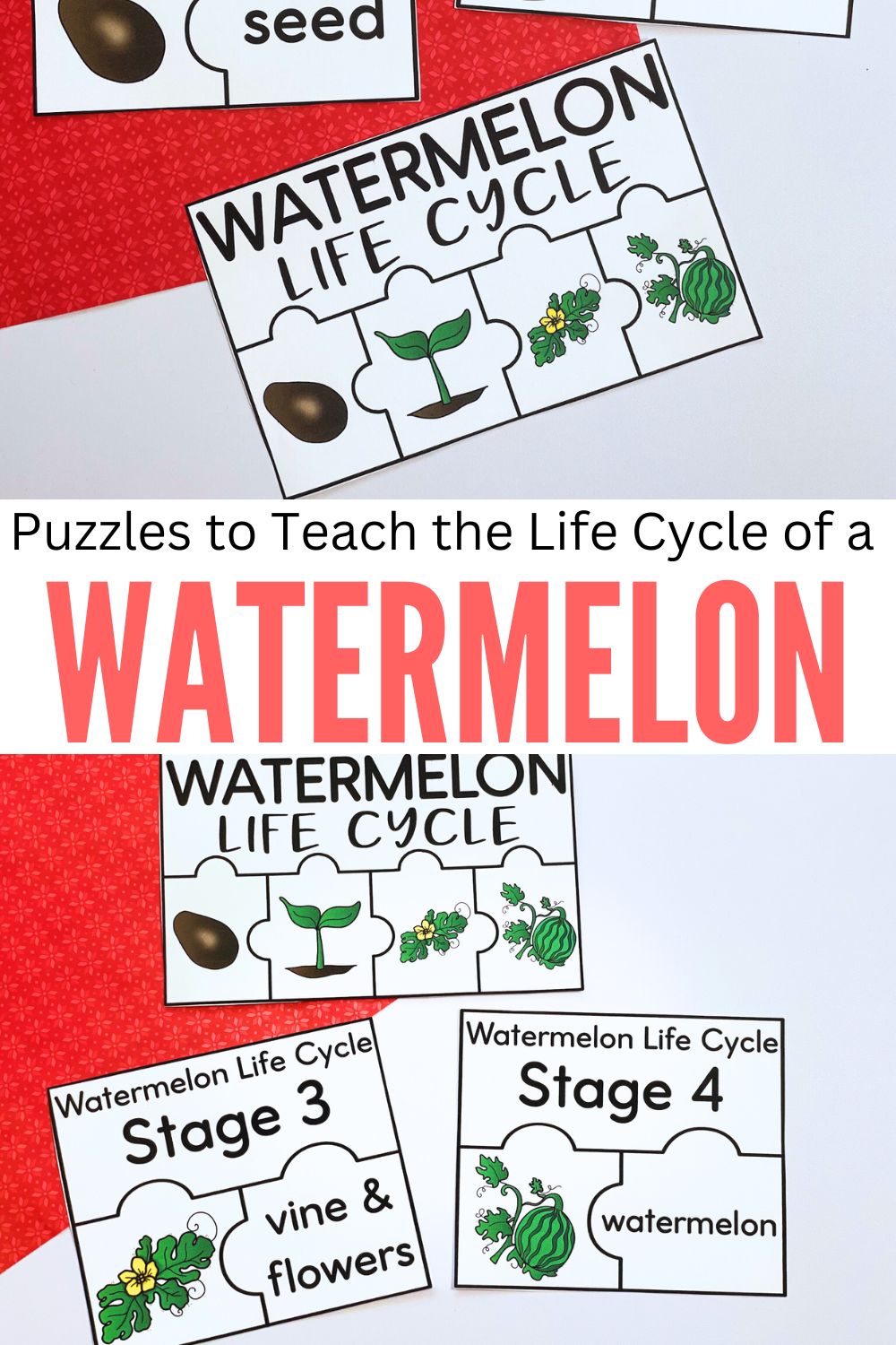printable-watermelon Watermelon Life Cycle Printable
