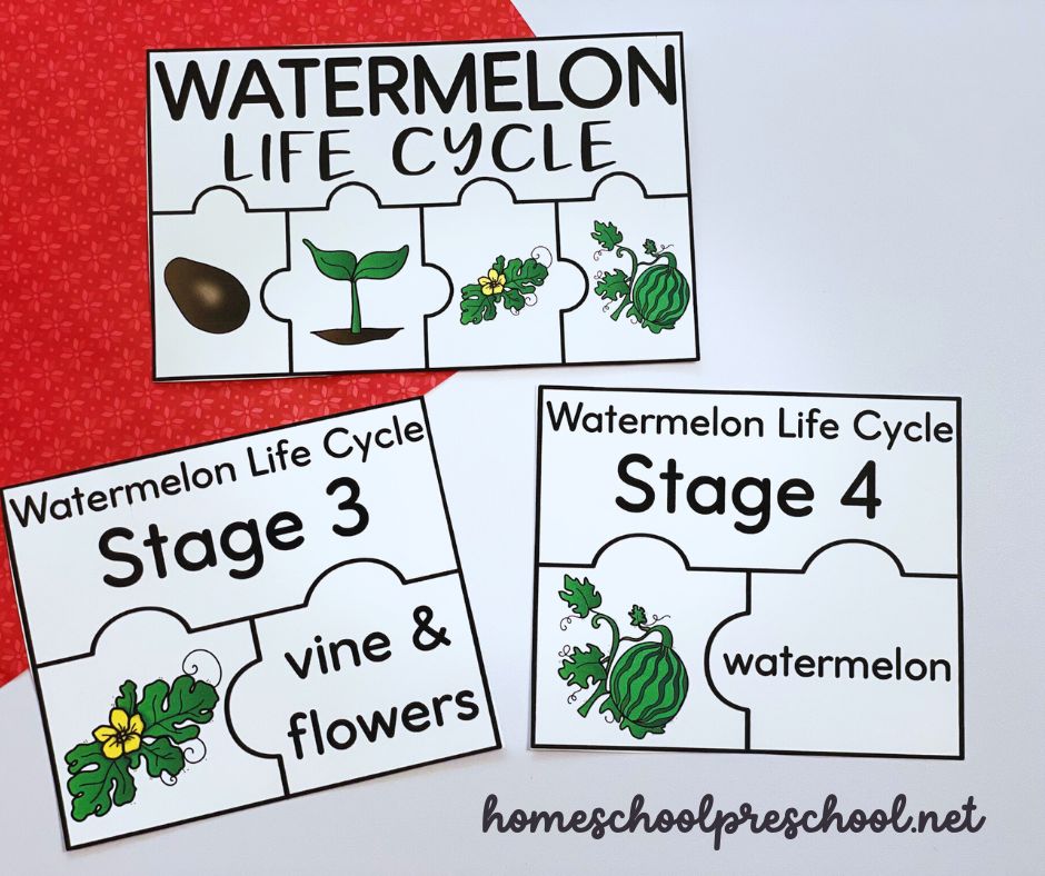 watermelon-activities-preschool Watermelon Life Cycle Printable