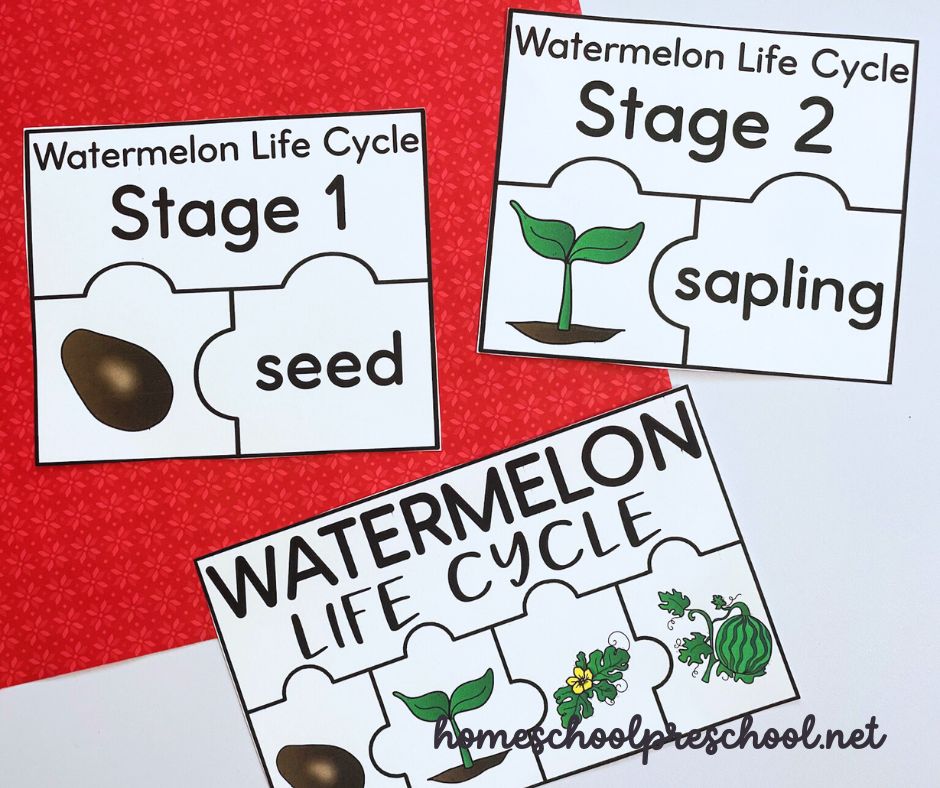 watermelon-preschool-activities Watermelon Life Cycle Printable