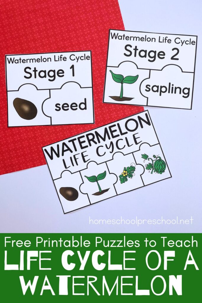 watermelon-worksheet-for-preschool-683x1024 Watermelon Life Cycle Printable