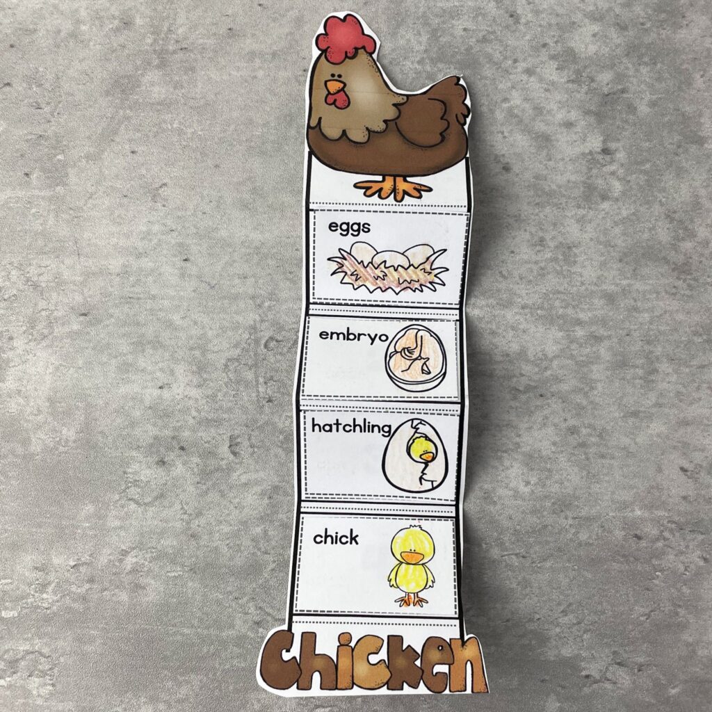 life-cycles-lesson-plans-1024x1024 Chicken Life Cycle Craft