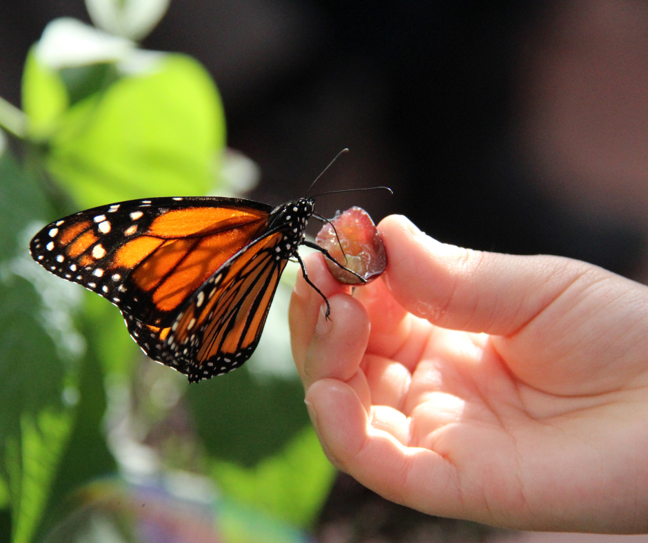 butterfly-lesson-plans-for-preschool Butterflies Lesson Plan