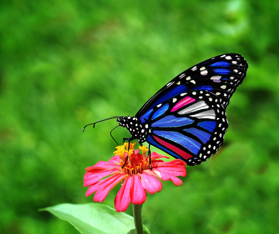 learning-about-butterflies Butterflies Lesson Plan