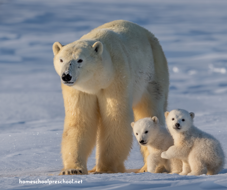 how-to-make-a-polar-bear Polar Bear Activities