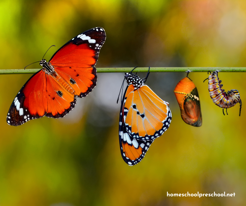 life-cycle-of-butterfly Butterfly Activities for Preschoolers