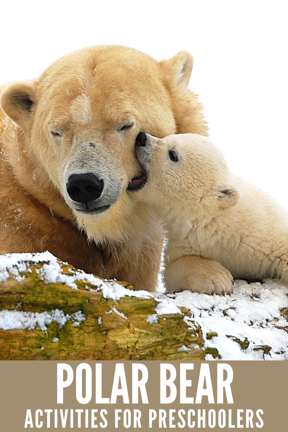 make-a-polar-bear Polar Bear Activities