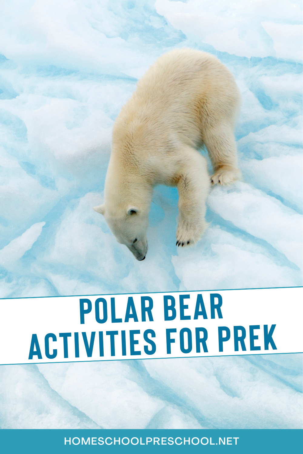 polar-bear-project Polar Bear Activities