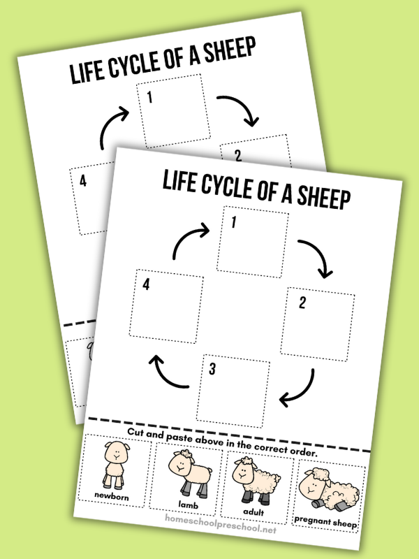 Life Cycle of a Sheep Worksheet