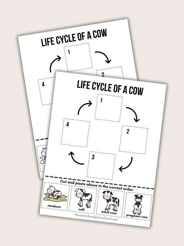 Life Cycle of a Cow for Kids
