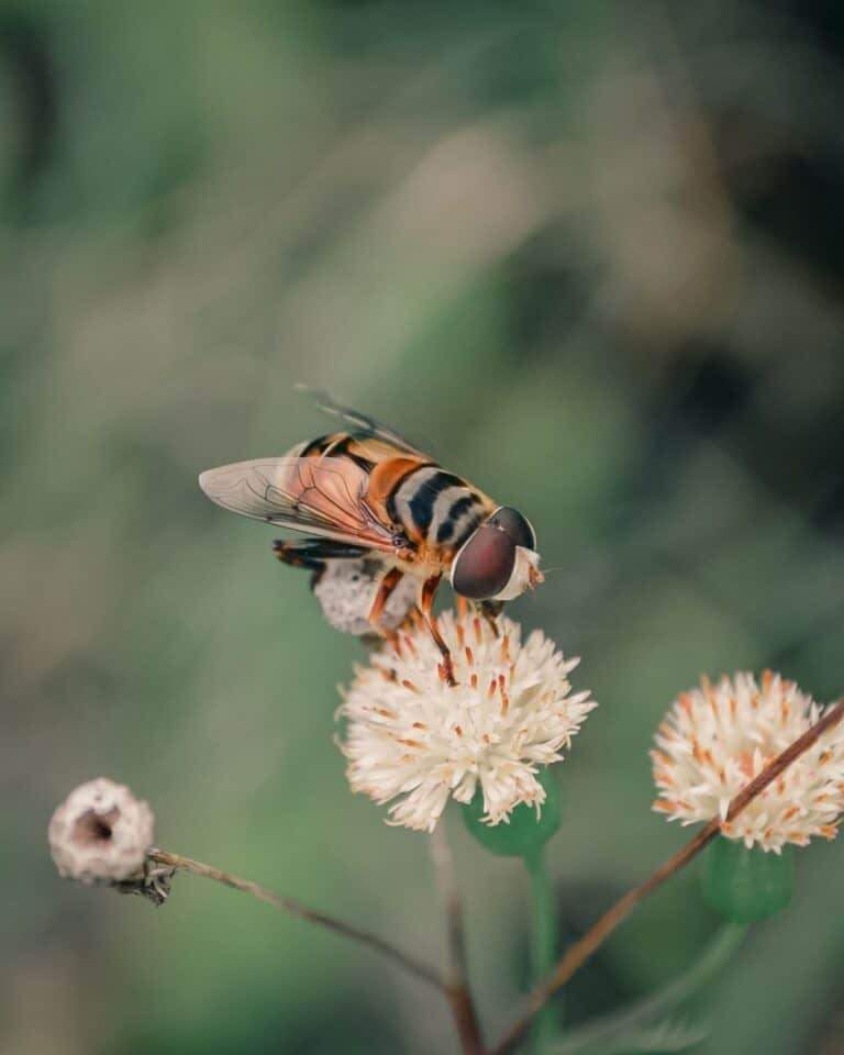 Bee Science Activities for Preschool – Easy, Fun, & Hands-On