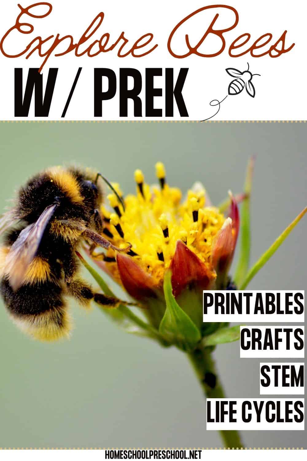 Bee Science Activities for Preschool – Easy, Fun & Hands-On!