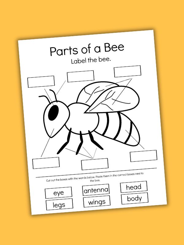 Parts of a Bee Preschool Worksheet