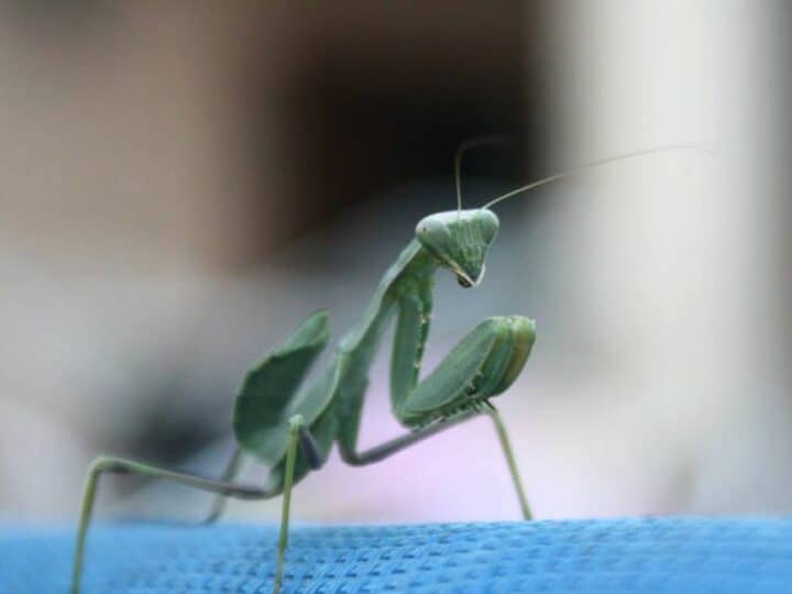 Image for Praying Mantis Observation Activity