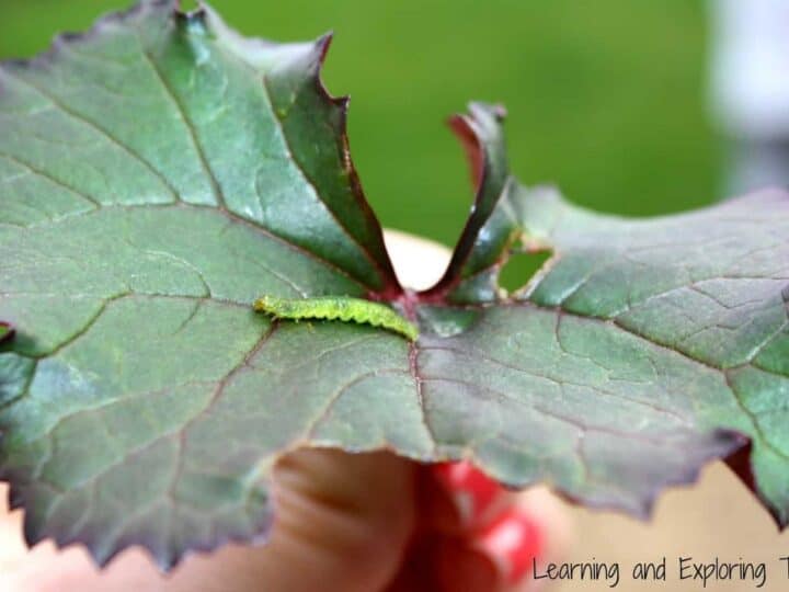 Image for Caterpillar Hunt Science Activity
