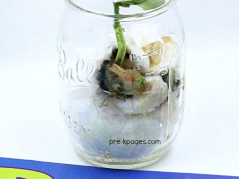 Image for Growing Beans Science Experiment