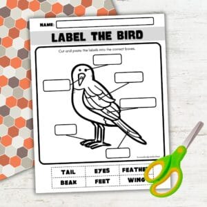 Printable Parts of a Bird Worksheet for Preschool Fun