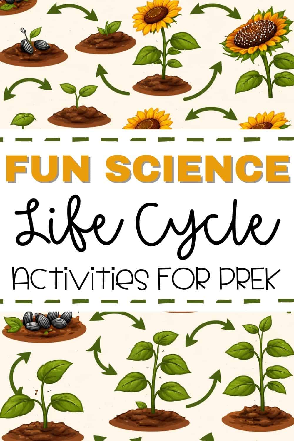 Pinterest graphic for fun science life cycle activities for Pre-K featuring a sunflower life cycle background showing seeds, sprouts, growing plants, and sunflowers with arrows connecting each stage.