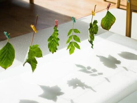 Image for Shadow Tracing with Nature