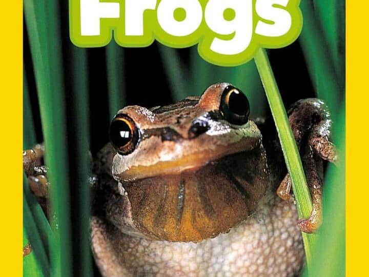 Image for National Geographic Readers: Frogs! by Elizabeth Carney
